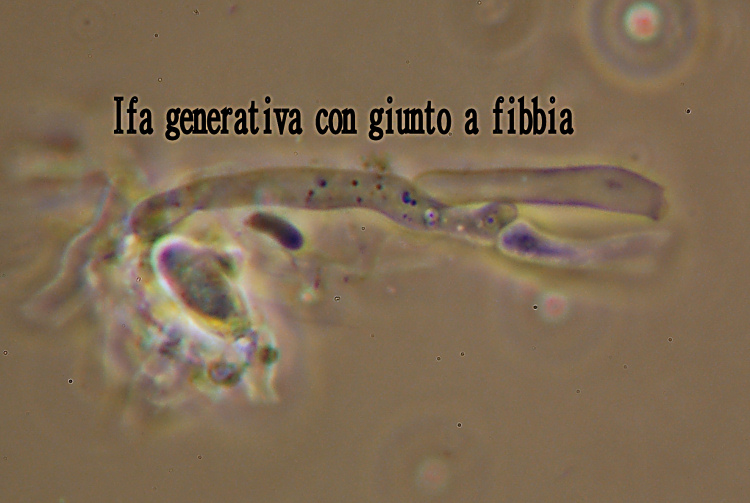 E'' sempre la solita Schizopora paradoxa?-foto8650 (Antrodia)